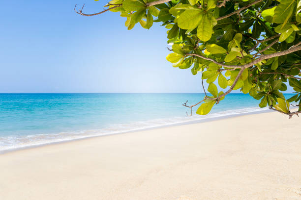 istock Terminalia catappa leaves with tropical beach background, nature background 1402834953