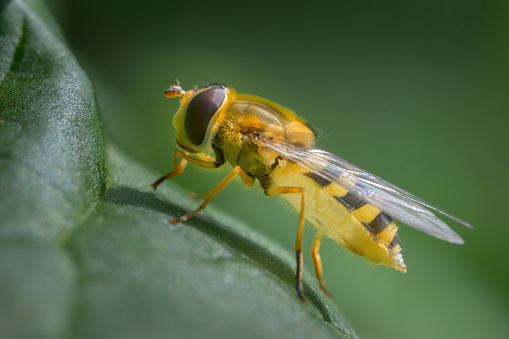 A hoverfly (Syrphus ribesii) sitting on a green leaf, sunny day in springtime, Vienna (Austria)