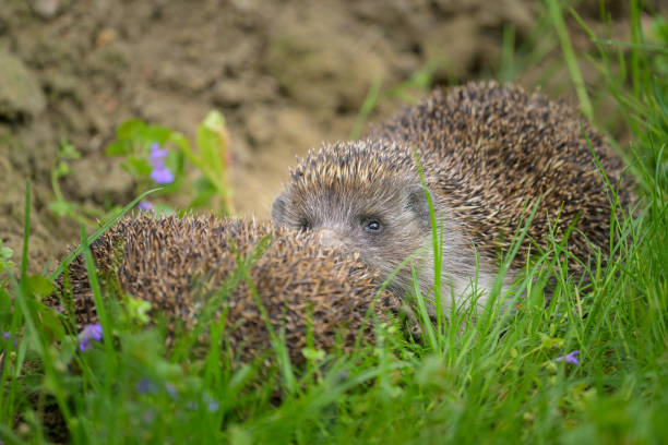 Two hedgehogs (Erinaceus roumanicus) resting in the meadow in a garden, cloudy day in springtime, Vienna (Austria)