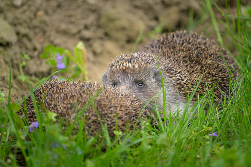 Two hedgehogs (Erinaceus roumanicus) resting in the meadow in a garden, cloudy day in springtime, Vienna (Austria)