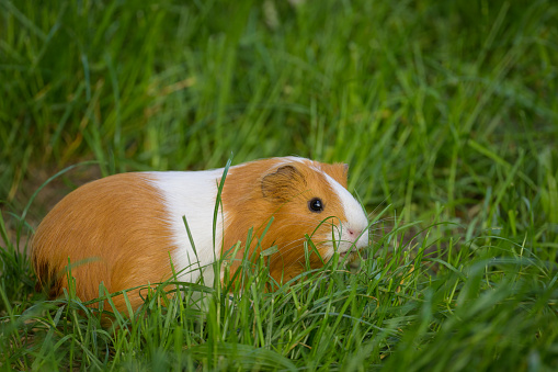 Portrait of a beautiful guinea pig in the garden, cloudy day in springtime, Vienna (Austria)