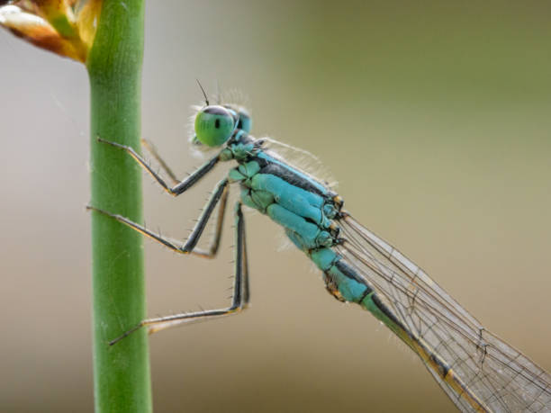 istock A common bluetail damselfly resting on a grass 1402835923