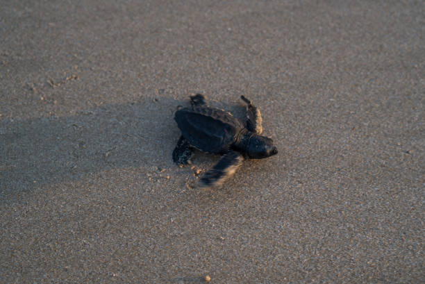 istock baby turtle on beach stock photo 1402837061