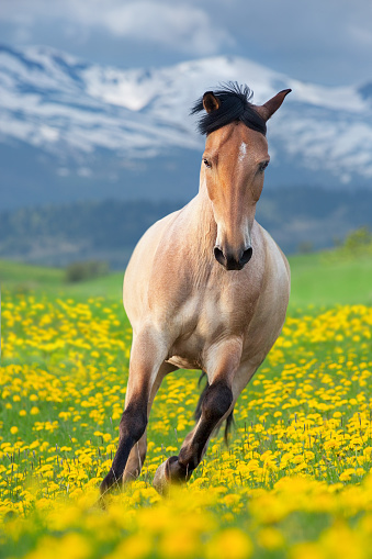 Buckskin Horse run gallop on spring yellow flowers against mountain landscape