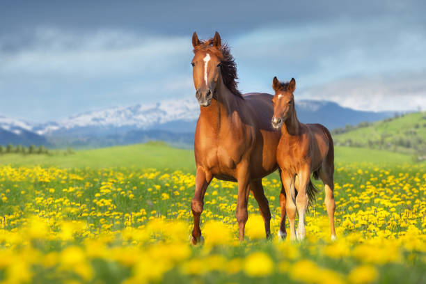 Mare with foal in dandelion flowers Mare with foal run in yelow flowers dandelion field against mountain view foal stock pictures, royalty-free photos & images