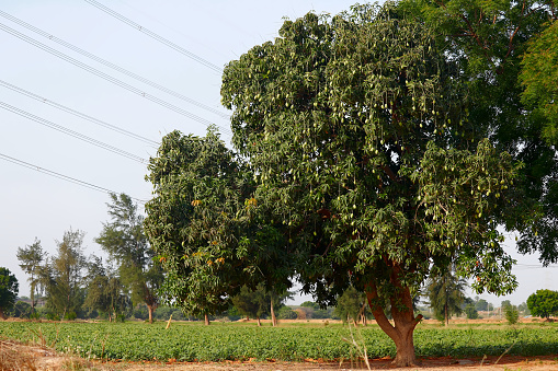 shot mango fruits hanging on mango tree,mango hanging on tree,mango field,mango farm,agricultural concept, Kesar Keri