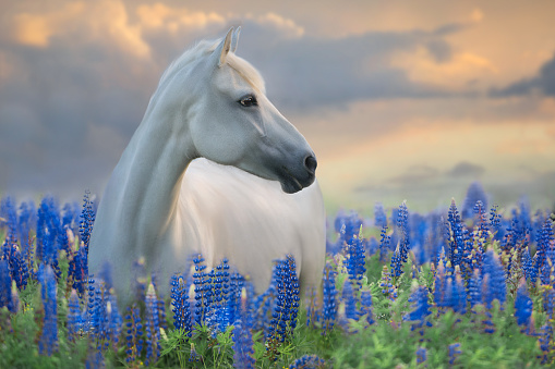 White  horse with long mane in lupine flowers field against sunset