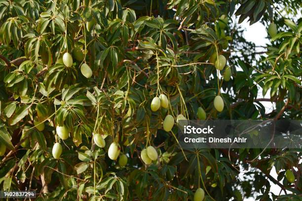 Großer Mangobaum Im Garten Landwirtschaft Von Mango Viele Mangofrüchte ...