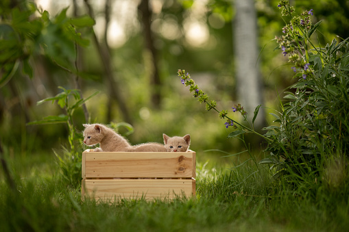 Two beautiful little kittens playing outside in wooden crate together.