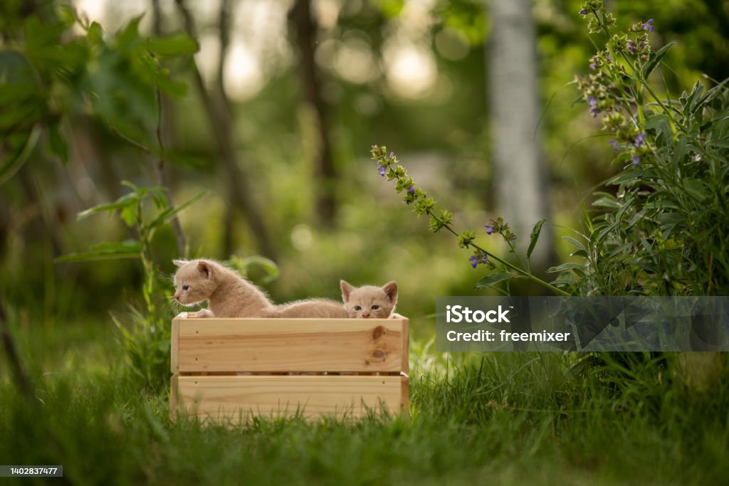 Small ginger kittens Two beautiful little kittens playing outside in wooden crate together. Back Yard Stock Photo
