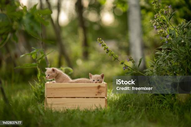 Small Ginger Kittens Stock Photo - Download Image Now - Back Yard, Domestic Animals, Domestic Cat