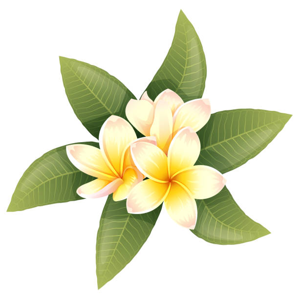 ilustraciones, imágenes clip art, dibujos animados e iconos de stock de plumeria florece sobre un fondo aislado. ilustración tropical vectorial de flores de frangipani. plantas exóticas - plumeria