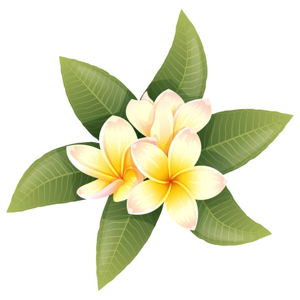 Plumeria flowers on an isolated background. Vector tropical illustration of frangipani flowers. exotic plants Plumeria flowers on an isolated background. Vector tropical illustration of frangipani flowers. exotic plants. plumeria stock illustrations