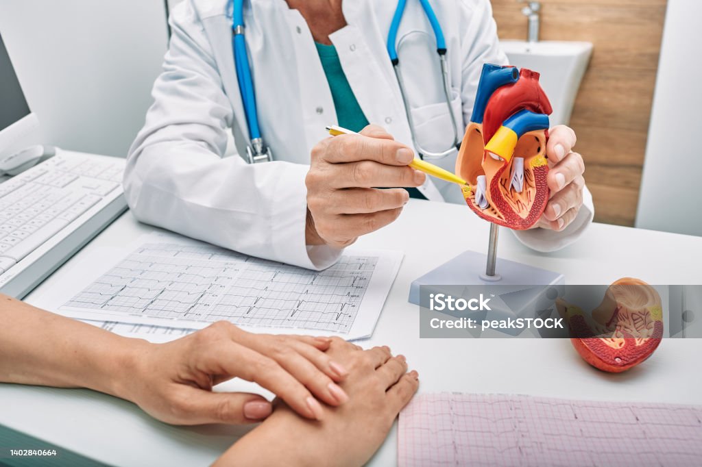 Cardiology consultation, treatment of heart disease. Doctor cardiologist while consultation showing anatomical model of human heart Cardiologist Stock Photo