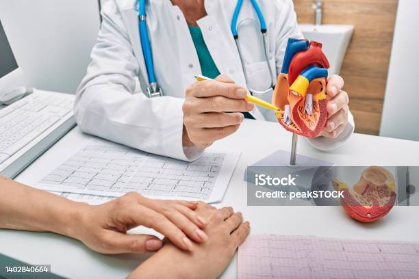 Cardiology Consultation Treatment Of Heart Disease Doctor Cardiologist While Consultation Showing Anatomical Model Of Human Heart Stock Photo - Download Image Now