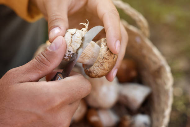 istock Man peeling mushroom with knife outdoors, closeup 1402841324
