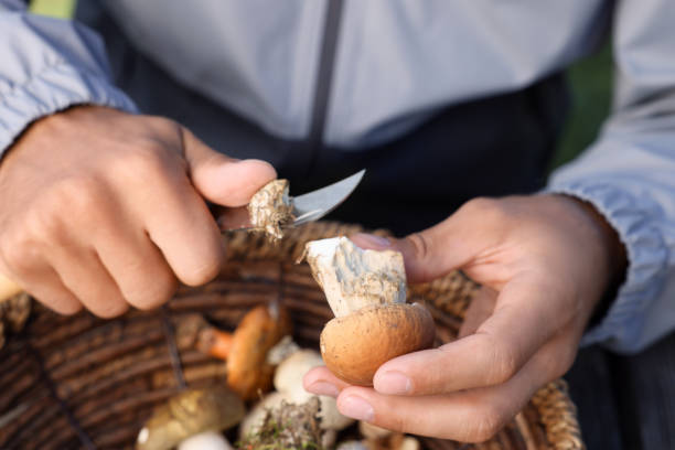 istock Man peeling mushroom with knife over basket, closeup 1402841602