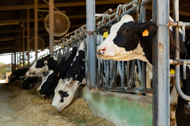 istock Milking cows eating stock feed in cowshed 1402841759