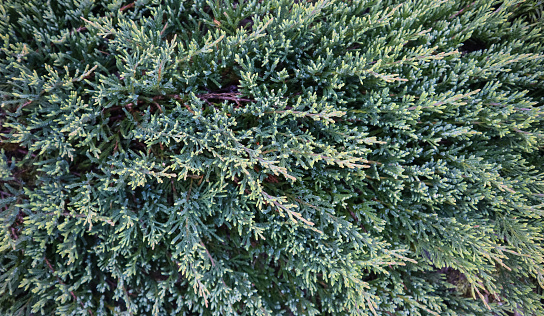 Background of blue evergreen conifer branches of Juniperus squamata Blue Carpet in the garden