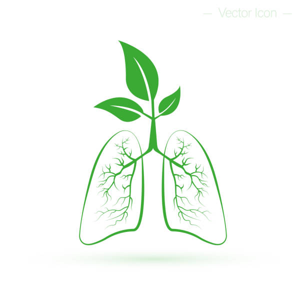 здоровые легкие человека. концепция охраны здоровья, чистого �воздуха и лесов. изолированная векторная иллюстрация - human lung healthy lifestyle healthcare and medicine green stock illustrations