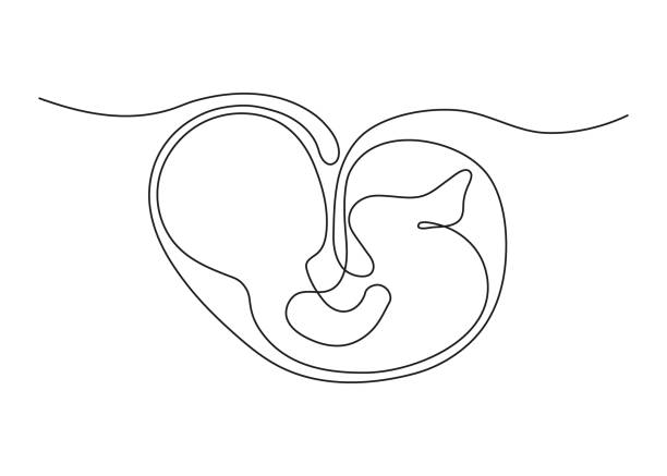 Baby embryo in womb, fetus one art line continuous drawing. Silhouette cute unborn fetus child on mother womb in minimalism single outline draw. Little kid is lies on stomach. Vector illustration Baby embryo in womb, fetus one art line continuous drawing. Silhouette cute unborn fetus child on mother womb in minimalism single outline draw. Little kid is lies on stomach. Vector pregnant clipart stock illustrations