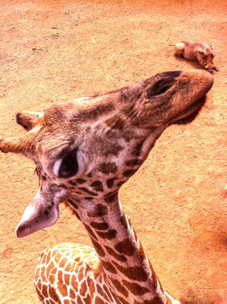 Closeup of a giraffe portrait Isolated on a White Background