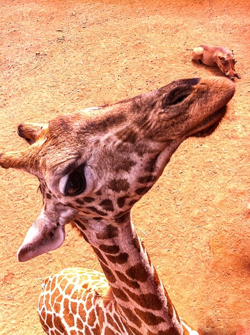 A close up of a Giraffes mid section showing its pattern portrait.