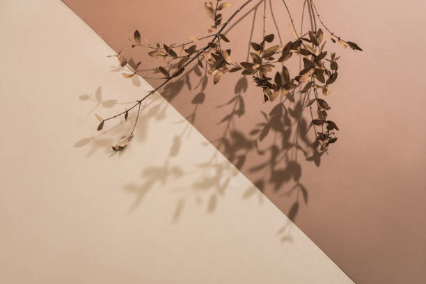 Minimalist background with dry plant