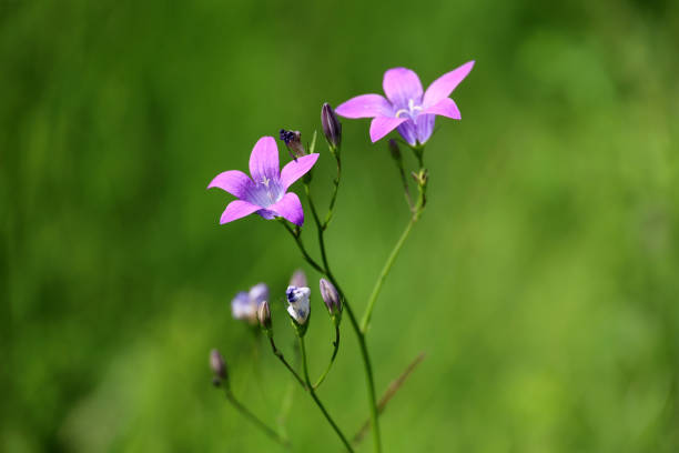 Wild flowers in green grass