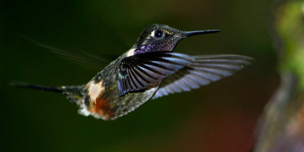 istock Hummingbird, Maquipucuna Cloudforest Reserve, Ecuador 1402848323