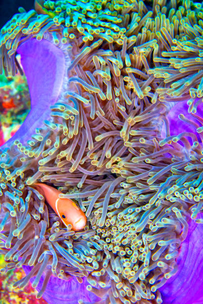 istock Blackfinned Anemonefish, South Ari Atoll, Maldives 1402848347