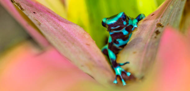 rana dardo velenosa verde e nera, foresta pluviale tropicale, costa rica - rana freccia foto e immagini stock