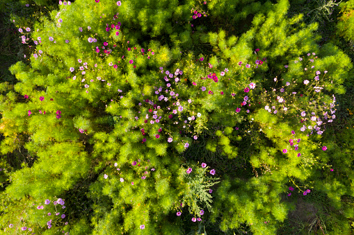 Meadow with many wild flowers, aerial view.