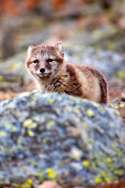 istock Arctic Fox, Nordvest-Spitsbergen National Park, Norway 1402848465
