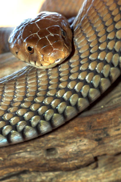 istock Mozambique Spitting Cobra, Chobe National Park, Botswana 1402848542