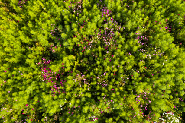 Flower meadow from above.