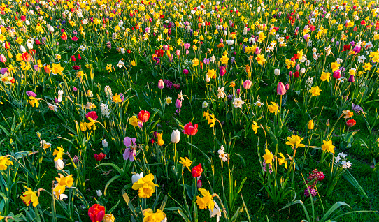 Close-up of a Meadow with multi-colored tulips, daffodils, hyacinths, and grape hyacinths in The Netherlands. Spring time