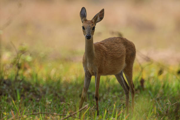 istock Female four Horned antelope deer 1402850813