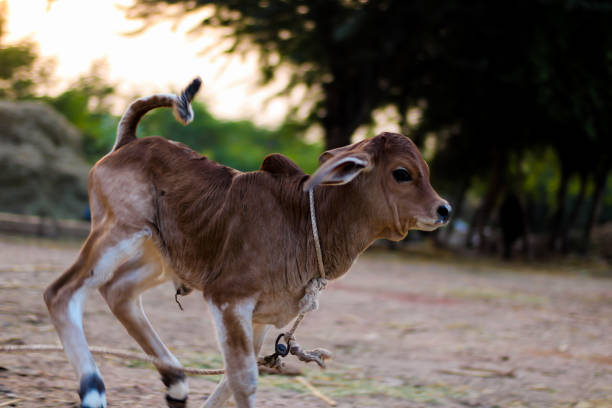 cutest calf image from india,indian cow calf,