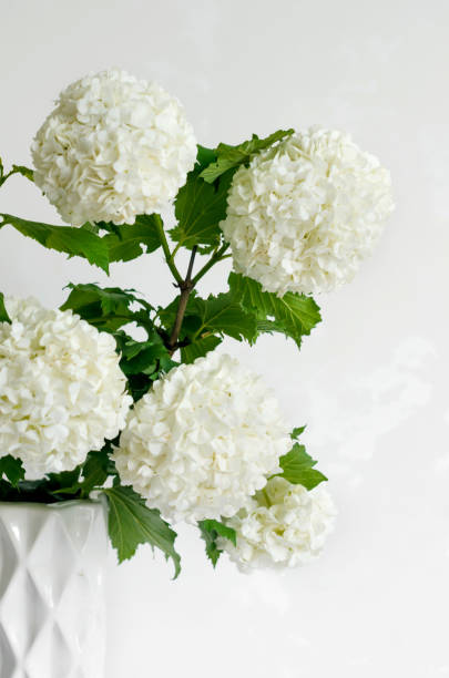 istock Bouquet of white flower hydrangea in a vase on grey background 1402852055