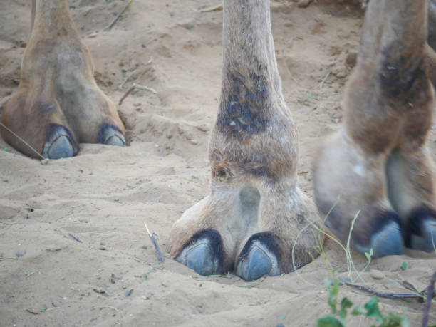istock Indian Camel toe hairy close up picture 1402852136