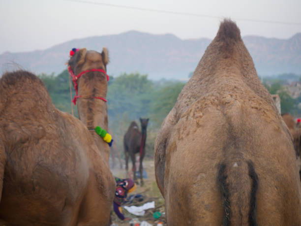 istock indian camels in desert city pushkar rajasthan 1402853049