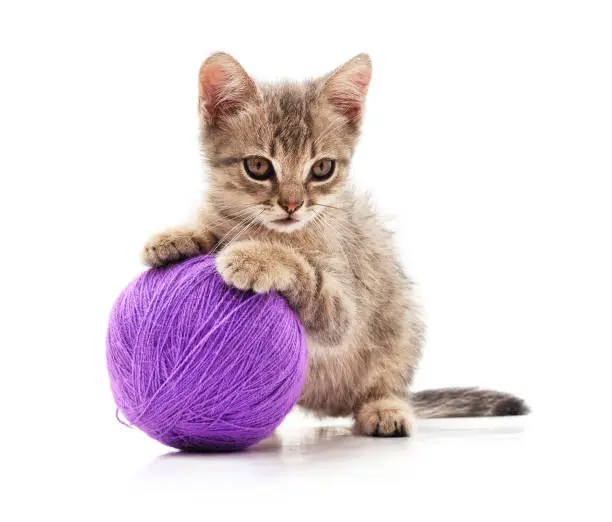 Photo of Kitten with a ball.