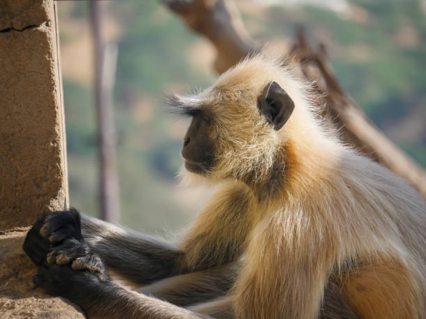 Gray langur monkey also known as hanuman langurs relaxing and watching people