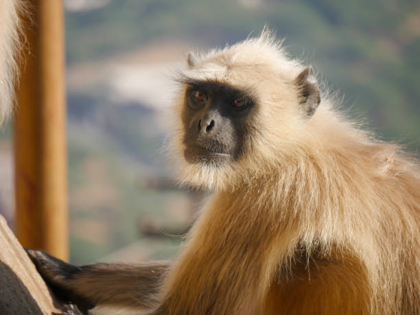 Gray langur monkey also known as hanuman langurs relaxing and watching people