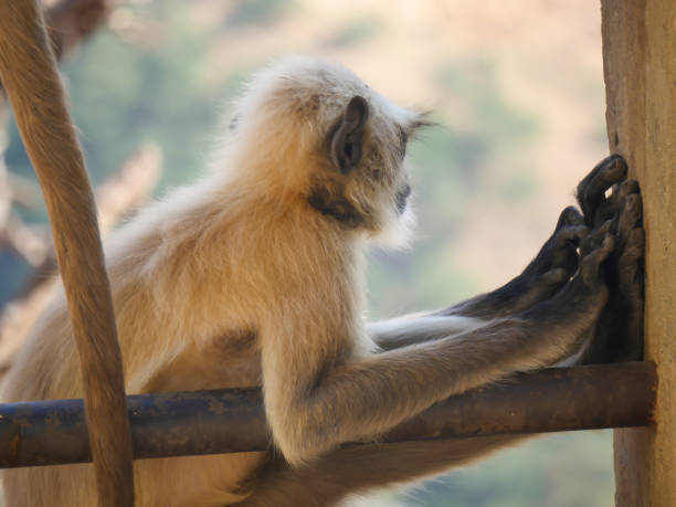 Gray langur monkey also known as hanuman langurs relaxing and watching people