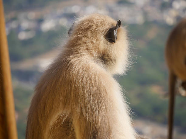 Gray langur monkey also known as hanuman langurs relaxing and watching people