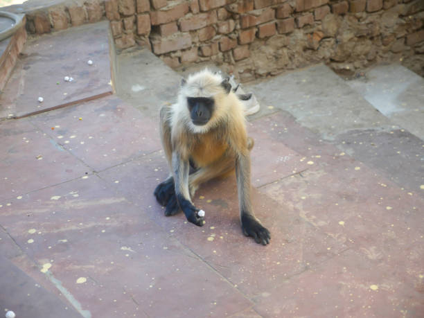 Gray langur monkey also known as hanuman langurs relaxing and watching people