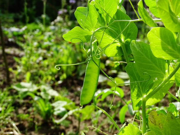 close up of a pea pod hanging on the plant with other plants from the vegetable garden in the background - green pea pea pod salad legume imagens e fotografias de stock