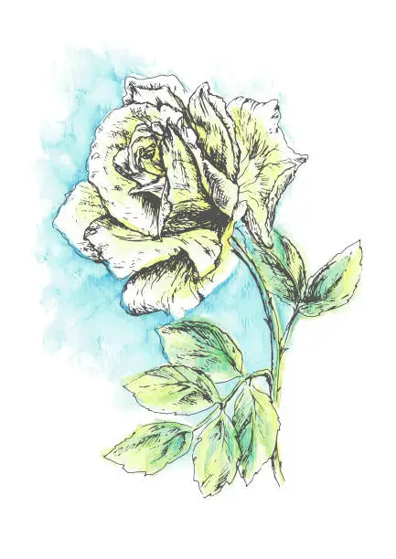 Vector illustration of Aquarelle and pencil hand drawn rose. Vector